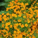 Tagetes signata pumila 'Carina'